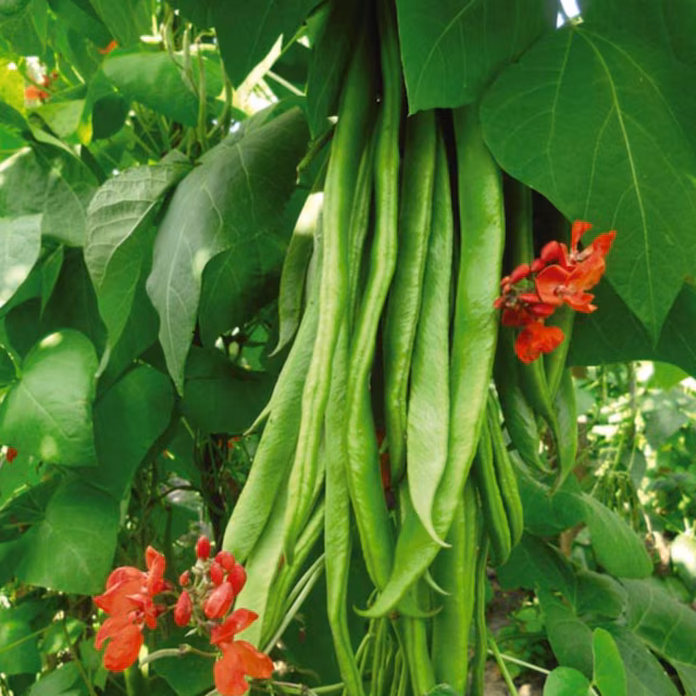 Runner bean ‘Firestorm’